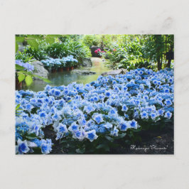 Hydrangea "Konpeito" [Postkarte] Postkarte