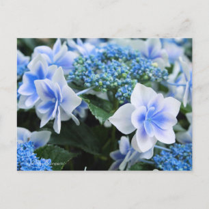 Hydrangea "Konpeito" [Postkarte] Postkarte