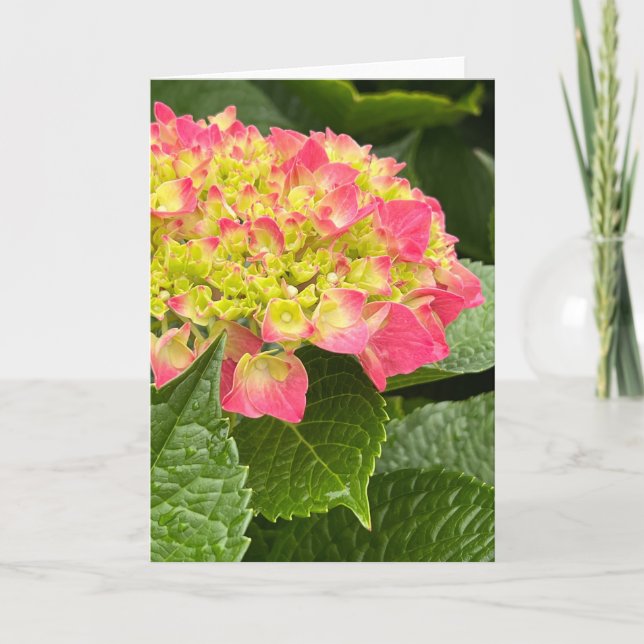 Hydrangea-Leerkarte (Vorderseite)