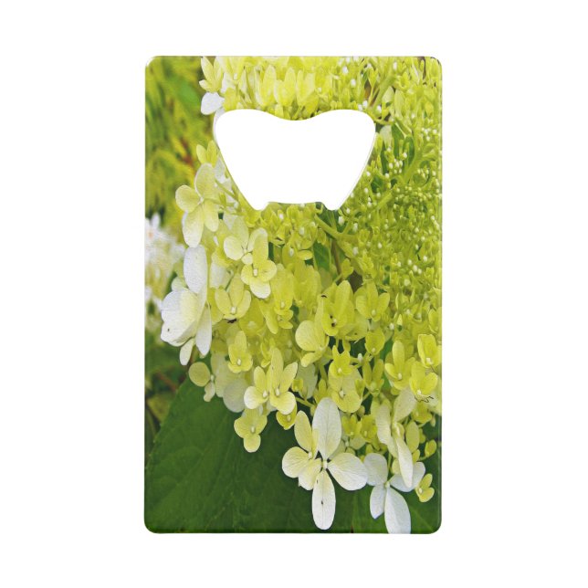 Hydrangea Limelight Vert Chartreuse Élégant (Devant)