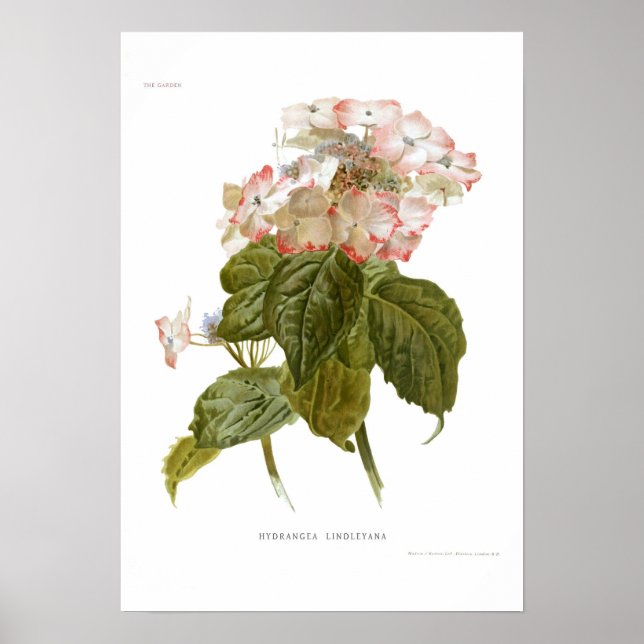 Hydrangea lindleyana poster (Vorne)