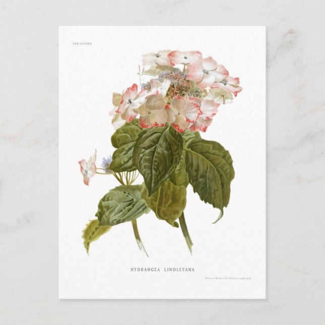 Hydrangea lindleyana postkarte (Vorderseite)