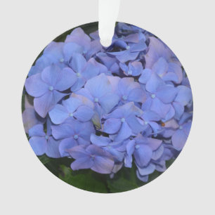 Hydrangea macrophylla violet rustique 