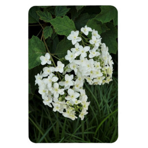 Hydrangea Magnet