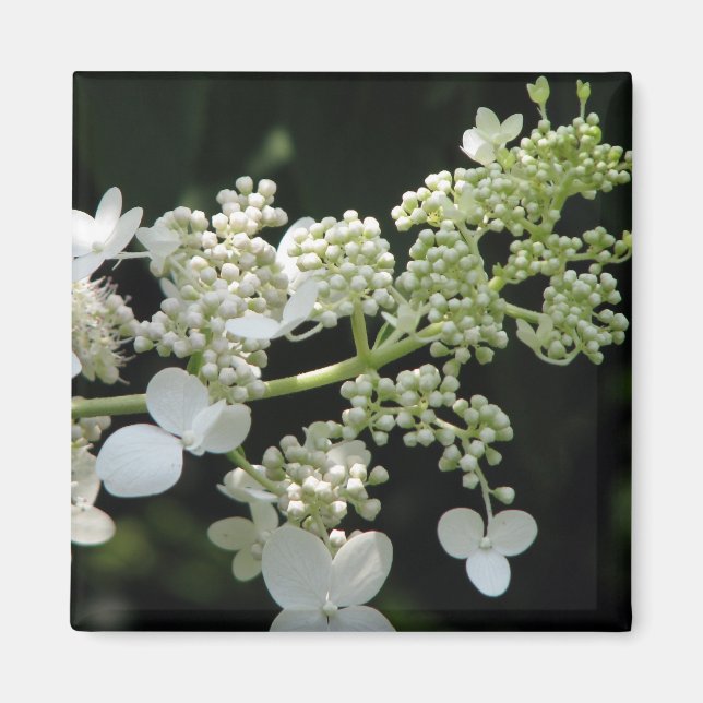 Hydrangea Magnet (Vorne)