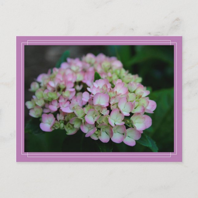 Hydrangea Nigra Postcard Postkarte (Vorderseite)