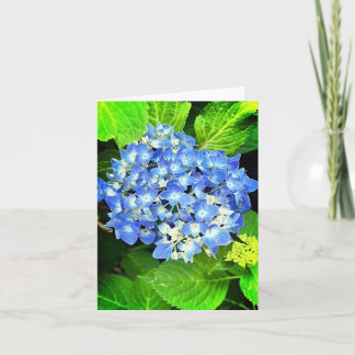 Hydrangea Note Card