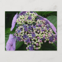Hydrangea Nr. 4