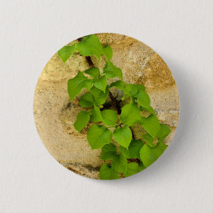 Hydrangea petiolaris Abzeichen Button