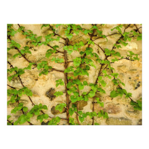 Hydrangea petiolaris fotodruck