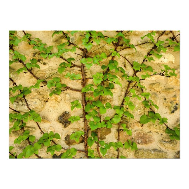 Hydrangea petiolaris fotodruck (Vorne)