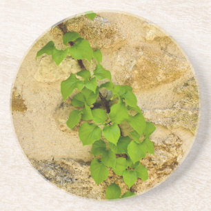 Hydrangea petiolaris getränkeuntersetzer