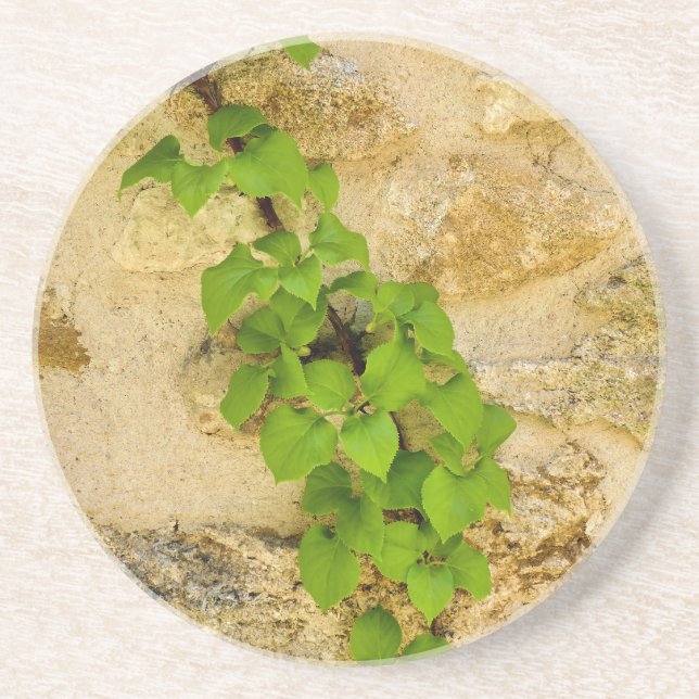 Hydrangea petiolaris getränkeuntersetzer (Vorne)