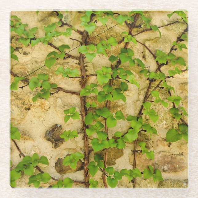 Hydrangea petiolaris glasuntersetzer (Vorderseite)