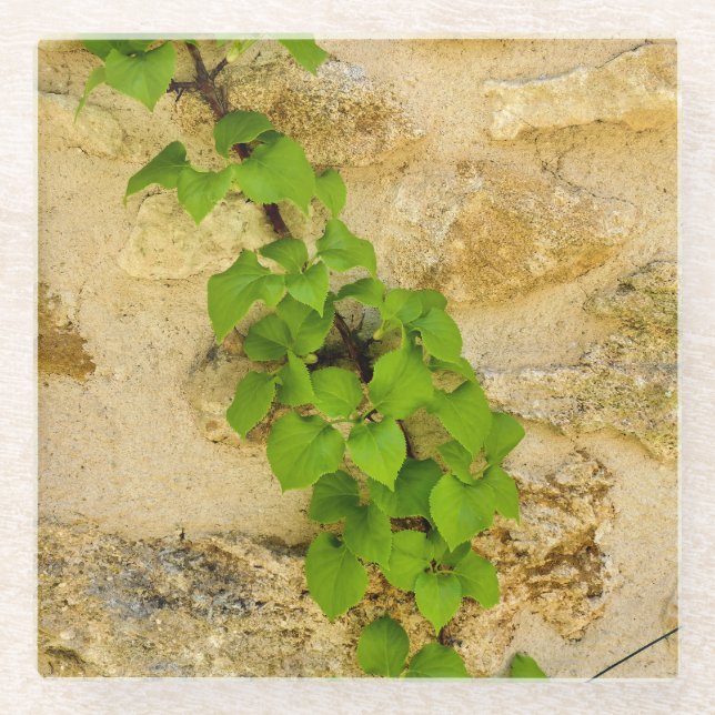 Hydrangea petiolaris glasuntersetzer (Vorderseite)