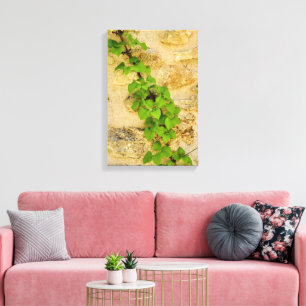 Hydrangea petiolaris leinwanddruck