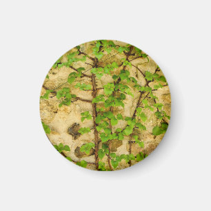 Hydrangea petiolaris magnet