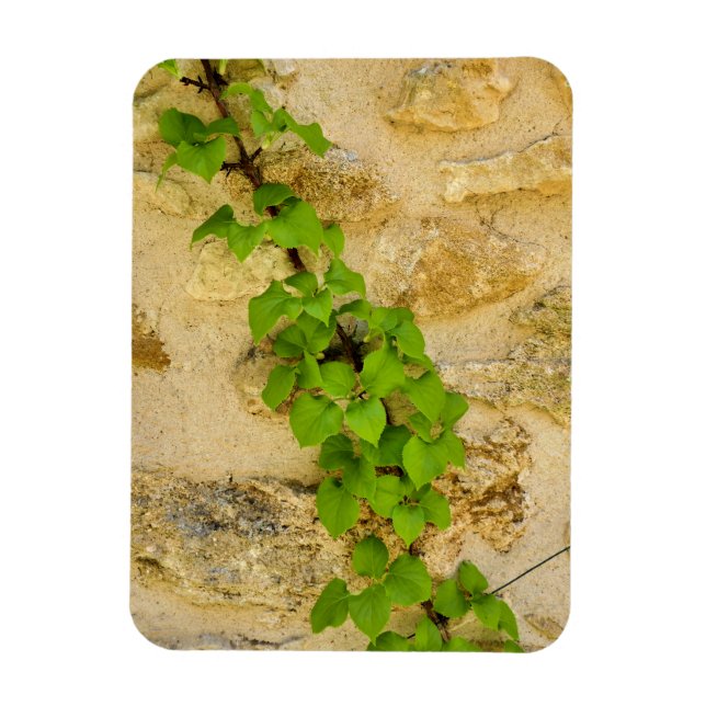 Hydrangea petiolaris magnet (Vertikal)