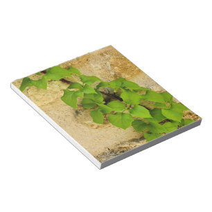 Hydrangea petiolaris notizblock