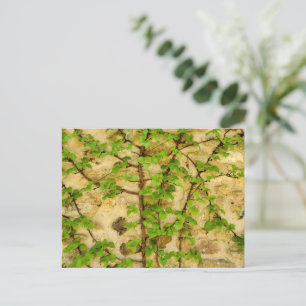 Hydrangea petiolaris postkarte