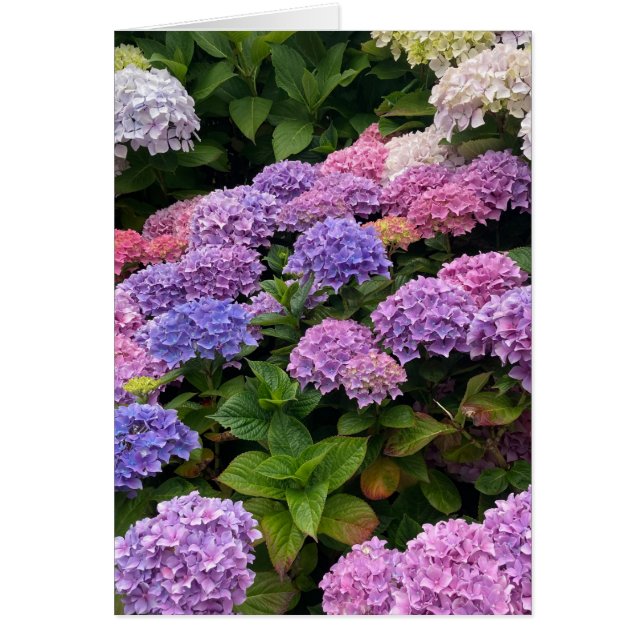 Hydrangea Photograph (Vorne)