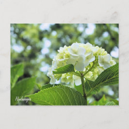 Hydrangea [Postcard] ポストカード Postkarte