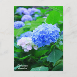 Hydrangea:Postcard Postkarte