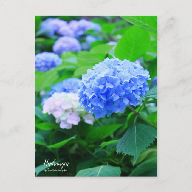 Hydrangea:Postcard Postkarte (Vorderseite)
