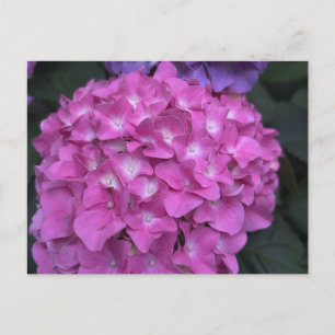 Hydrangea Postcard Postkarte