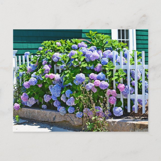 Hydrangea Postcard Postkarte (Vorderseite)