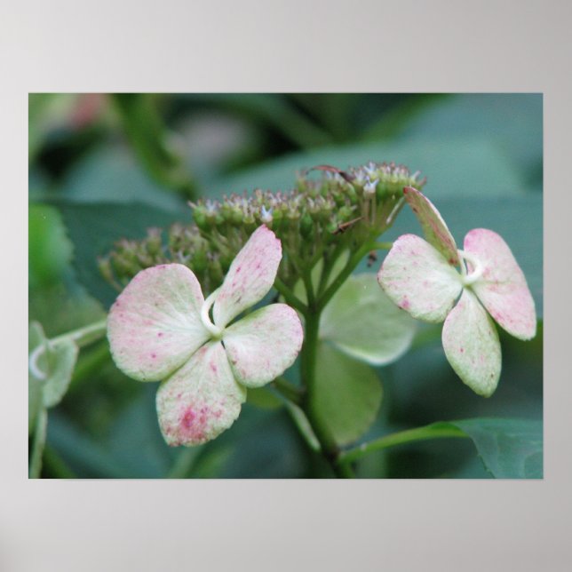 Hydrangea Poster (Vorne)