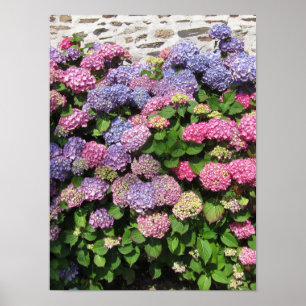 Hydrangea Poster