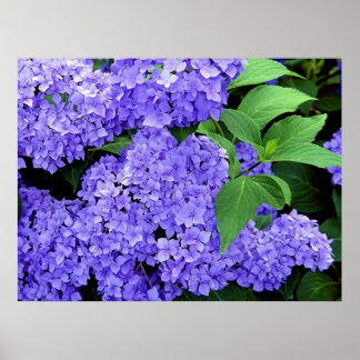 Hydrangea Poster