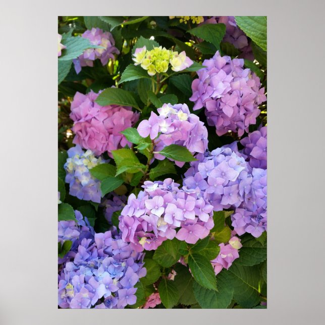 Hydrangea Poster (Vorne)