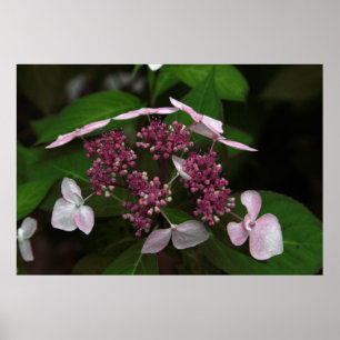 Hydrangea Poster