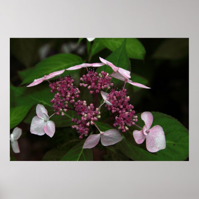 Hydrangea Poster (Vorne)