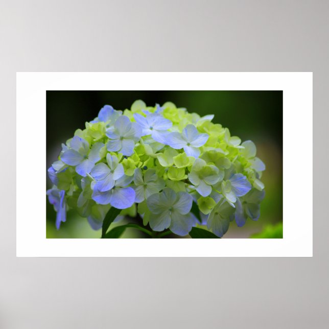 Hydrangea Poster (Vorne)