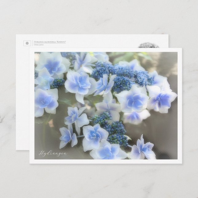 Hydrangea Postkarte (Vorne/Hinten)