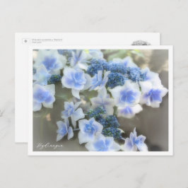 Hydrangea Postkarte