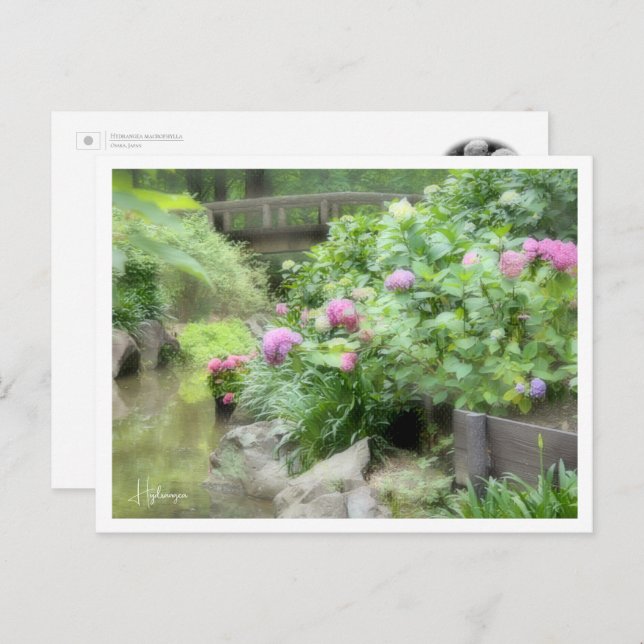 Hydrangea Postkarte (Vorne/Hinten)