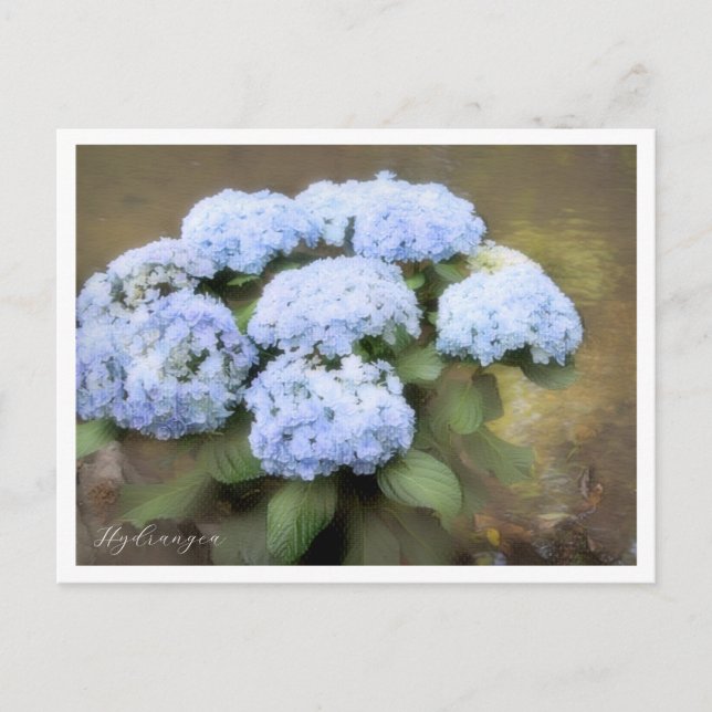 Hydrangea Postkarte (Vorderseite)