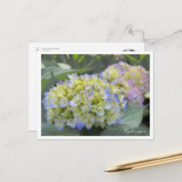Hydrangea Postkarte