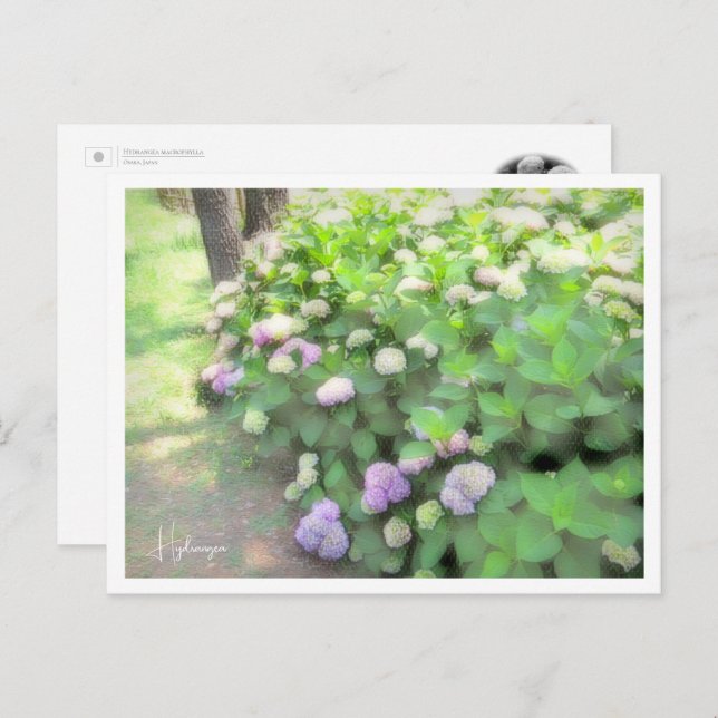 Hydrangea Postkarte (Vorne/Hinten)