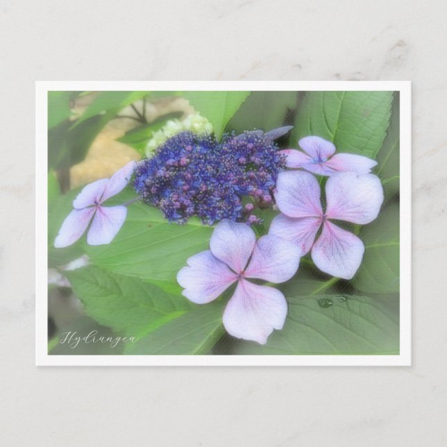 Hydrangea Postkarte (Vorderseite)
