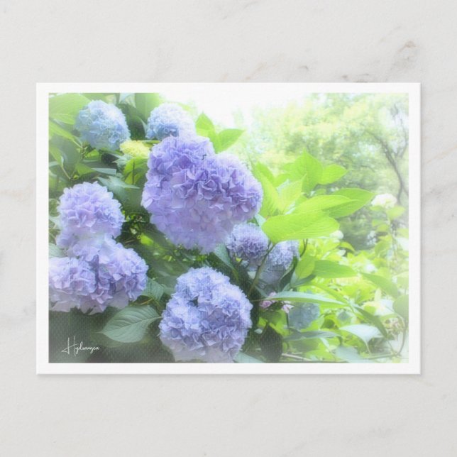 Hydrangea Postkarte (Vorderseite)
