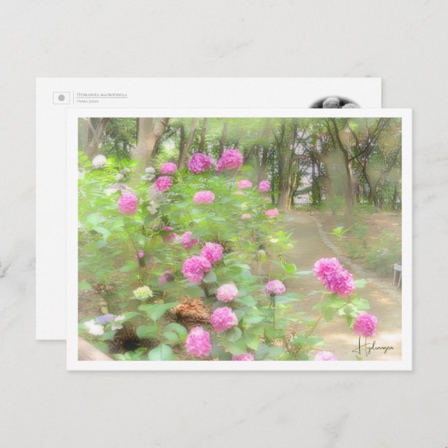 Hydrangea Postkarte (Vorne/Hinten)