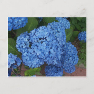 Hydrangea Postkarte
