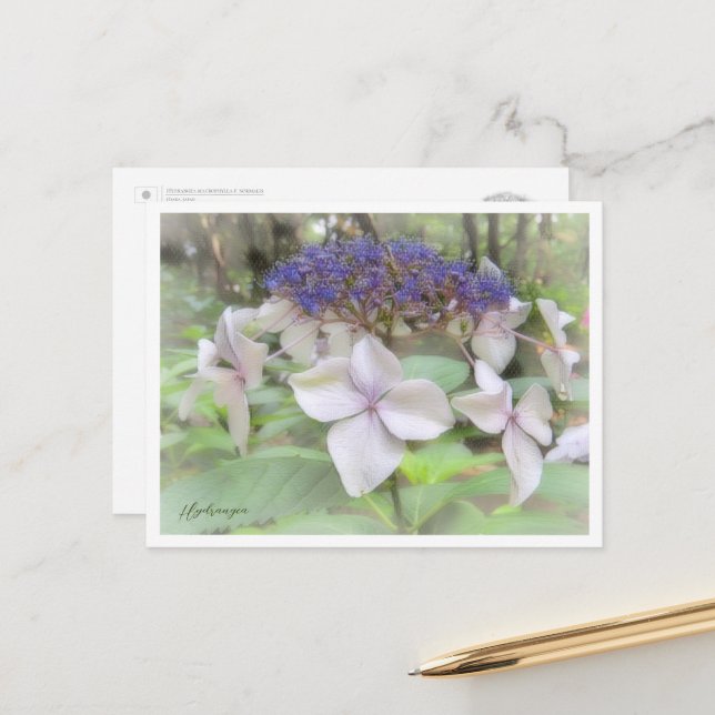 Hydrangea Postkarte (Vorderseite/Rückseite Beispiel)