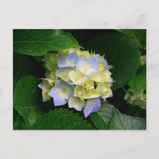 Hydrangea-Postkarte Postkarte