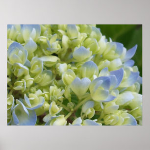 Hydrangea Print Poster